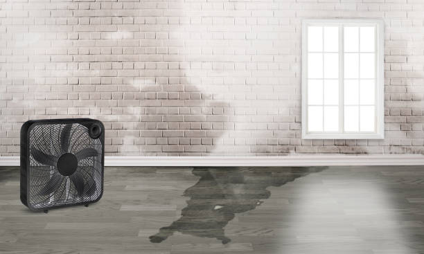 Best Water damage cleanup near me  in Ketchum, ID